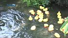 Mix 96 Aylesbury Duck Race 2011