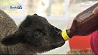 The Bucks Show – Turnfurlong Infant School Farm Visit 2011