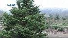 Christmas Tree Farm 2010