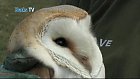 Bucks Barn Owl Diaries – March