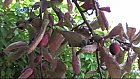 Odd Shaped Plums