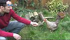 Keeping Chickens