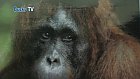 Save the Orangutan