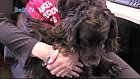 Cancer and Bio Detection Dogs Demonstration