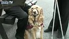 Hearing Dogs For Deaf People – Recipient