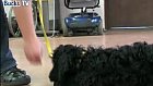Hearing Dogs For Deaf People – Socialising