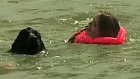 Hearing Dogs for the Deaf New Foundland Event