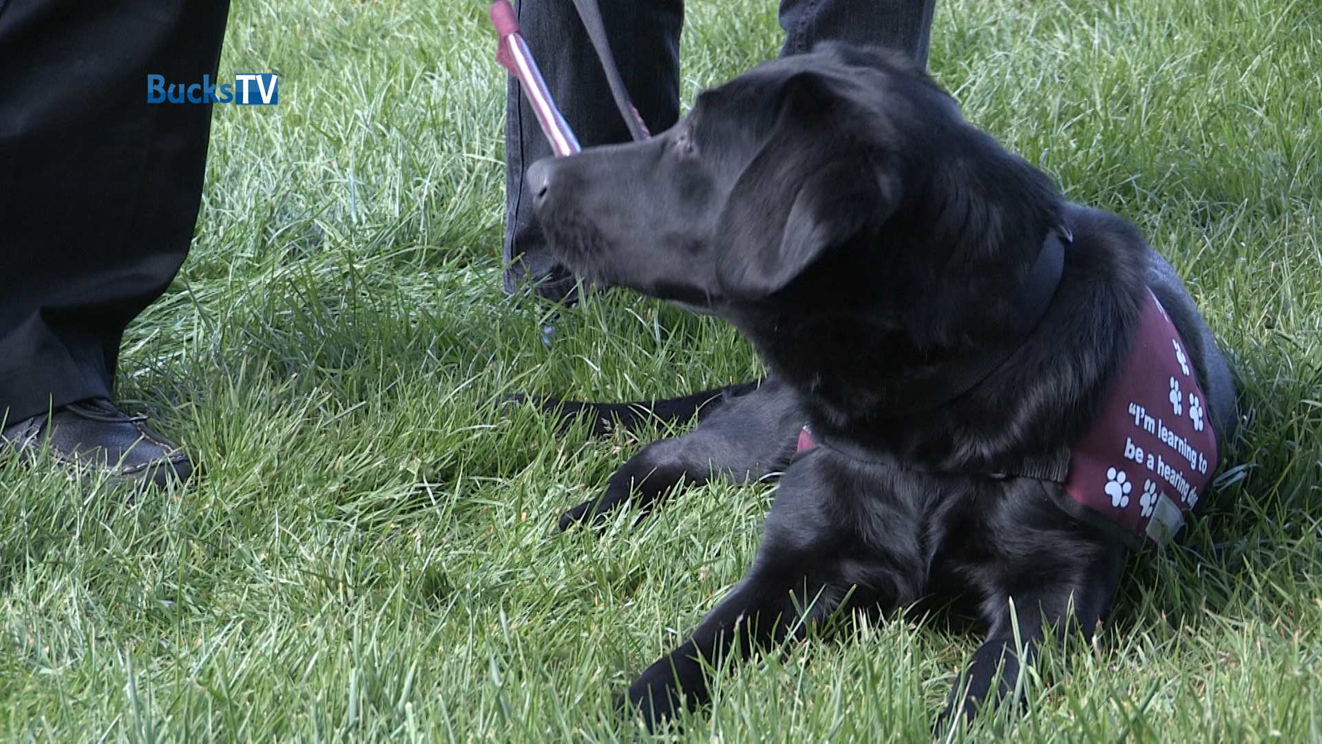 The Great British Dog Walk 2017