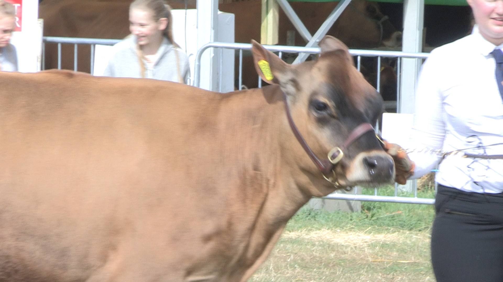 Bucks County Show 2016