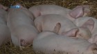 Hazeldene Farm Local Food and Drink Festival