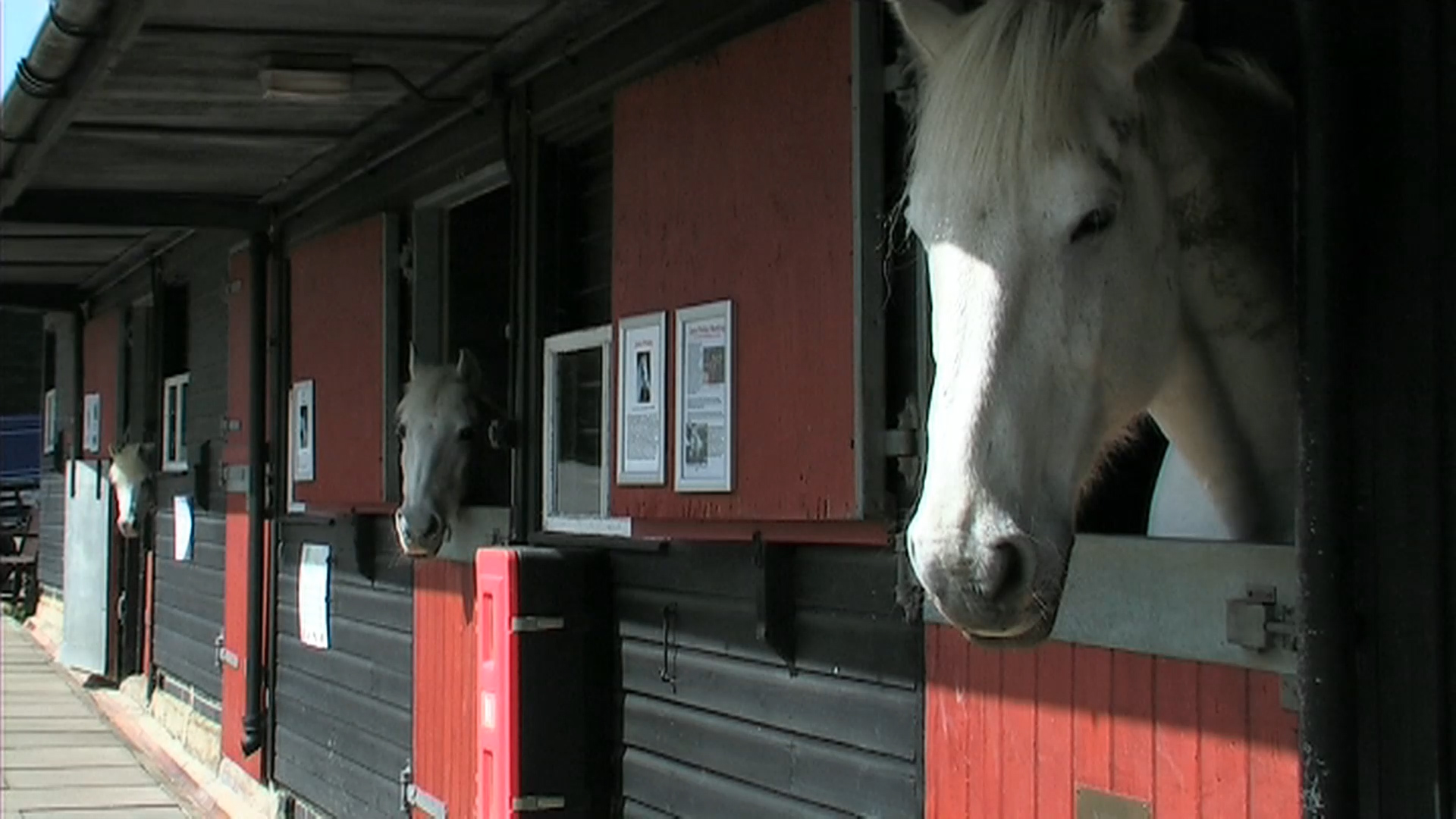 Horses Trust